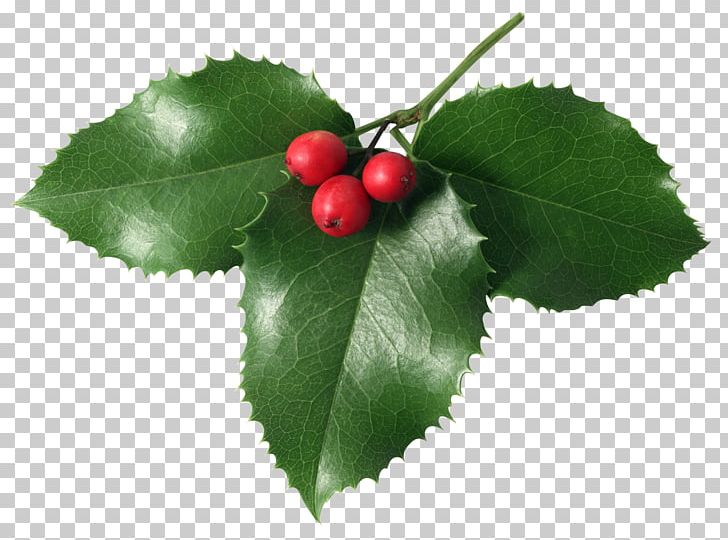 Christmas Mistletoe PNG, Clipart, Aquifoliaceae, Aquifoliales, Berry, Cherry, Christmas Free PNG Download