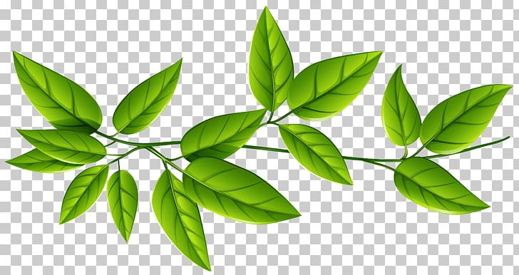 Leaf Green PNG, Clipart, Computer Graphics, Computer Icons, Document, Download, Encapsulated Postscript Free PNG Download