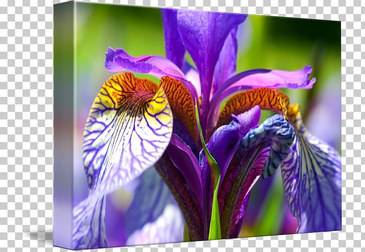 Northern Blue Flag Close-up Irises PNG, Clipart, Closeup, Flora, Flower, Flowering Plant, Iris Free PNG Download