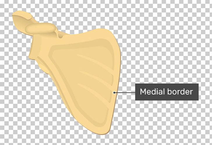 Product Design Angle PNG, Clipart, Angle, Anterior, Label, Medial, Others Free PNG Download