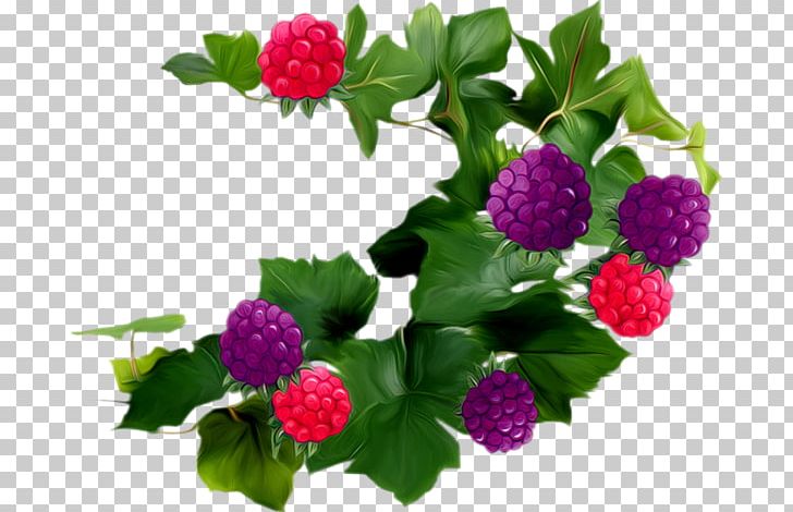 Raspberry Drawing Mûre PNG, Clipart, Amora, Annual Plant, Berry, Blackberry, Drawing Free PNG Download
