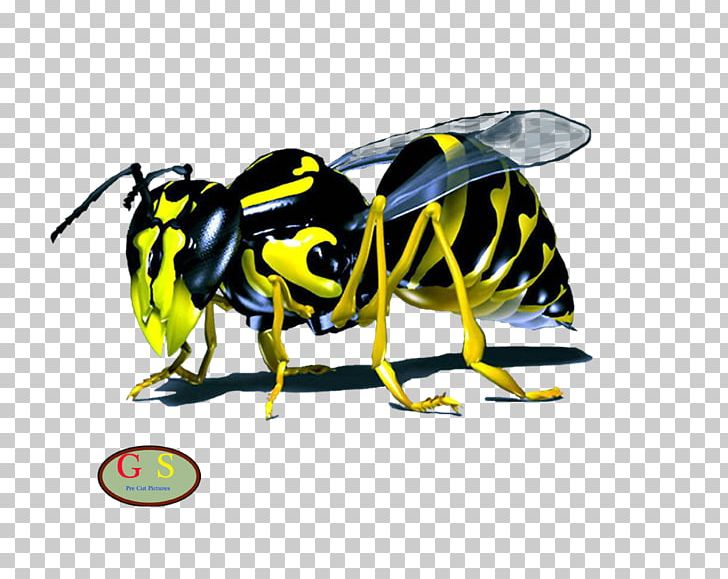 Western Honey Bee Wasp Hornet Maya PNG, Clipart, Animaatio, Arthropod, Bee, Beehive, Beekeeper Free PNG Download