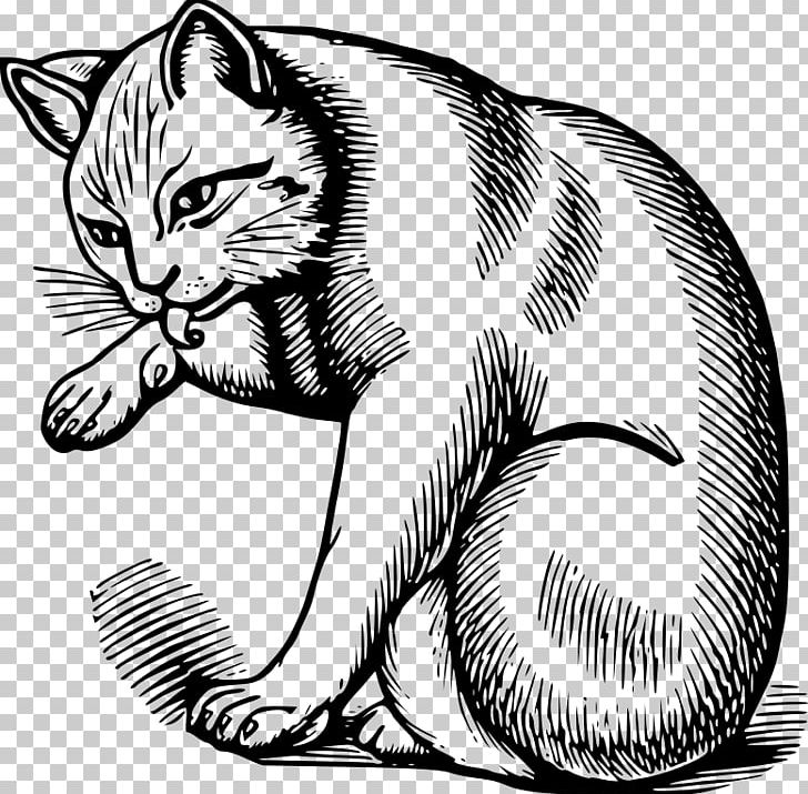 Whiskers Kitten Tabby Cat Domestic Short-haired Cat Wildcat PNG, Clipart,  Free PNG Download