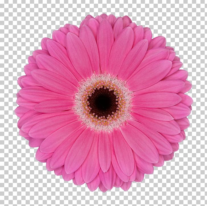 Transvaal Daisy Garage Sale Cut Flowers Sales PNG, Clipart, Aster, Asterales, Common Daisy, Cut Flowers, Daisy Family Free PNG Download