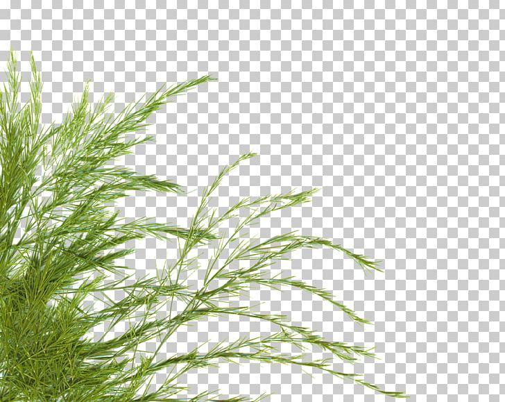 Airsoft Guns 電動ガン Hop-up Tokyo Marui Airsoft Pellets PNG, Clipart, Airsoft, Airsoft Guns, Airsoft Pellets, Branch, Evergreen Free PNG Download