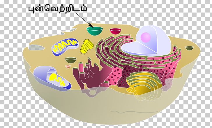 Cèl·lula Animal Vacuole Cell Organelle PNG, Clipart, Animal, Biology, Cell, Cell Membrane, Cell Type Free PNG Download