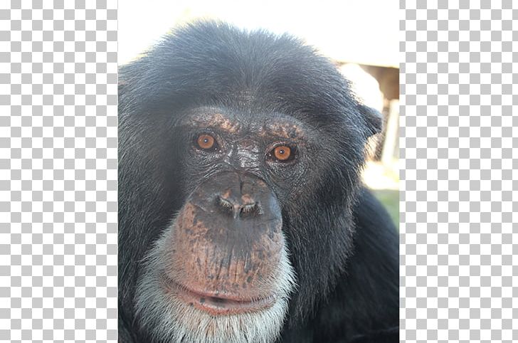 Common Chimpanzee Gorilla Primate Monkey Siamang PNG, Clipart, Animal, Animals, Ape, Chimpanzee, Common Chimpanzee Free PNG Download