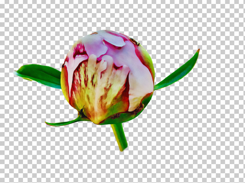 Floral Design PNG, Clipart, Bud, Cut Flowers, Floral Design, Flower, Flower Bouquet Free PNG Download