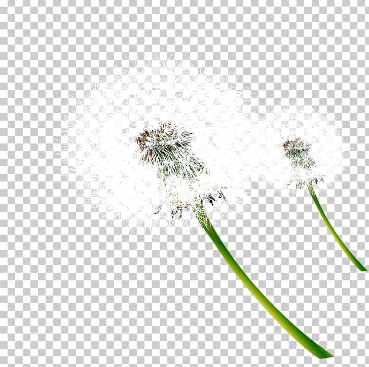 Dandelion Plant PNG, Clipart, Dancing, Dandelion, Dandelions, Designer, Download Free PNG Download