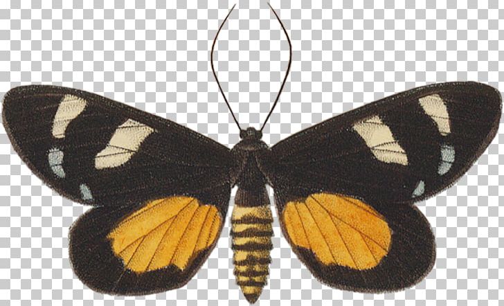 Monarch Butterfly Pieridae Brush-footed Butterflies Insect PNG, Clipart, Arthropod, Brush Footed Butterfly, Butterflies And Moths, Butterfly, Insect Free PNG Download