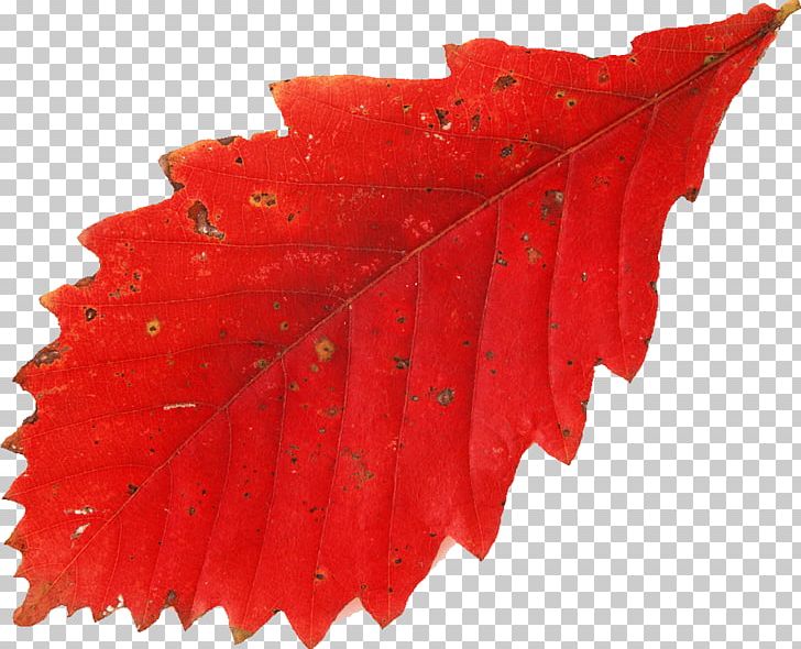 Autumn Leaf Color PNG, Clipart, Autumn, Autumn Leaf Color, Computer Icons, Deciduous, Download Free PNG Download