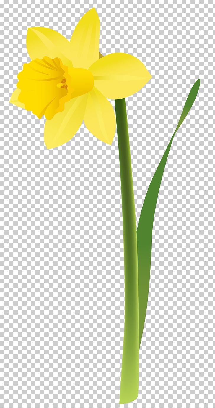Daffodil Floral Design Cut Flowers Yellow PNG, Clipart, Amaryllis Family, Bulb, Clipart, Cut Flowers, Daffodil Free PNG Download