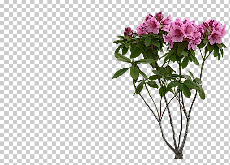 Flower Plant Cut Flowers Pink Azalea PNG, Clipart, Azalea, Chinese Peony, Cut Flowers, Daphne, Flower Free PNG Download