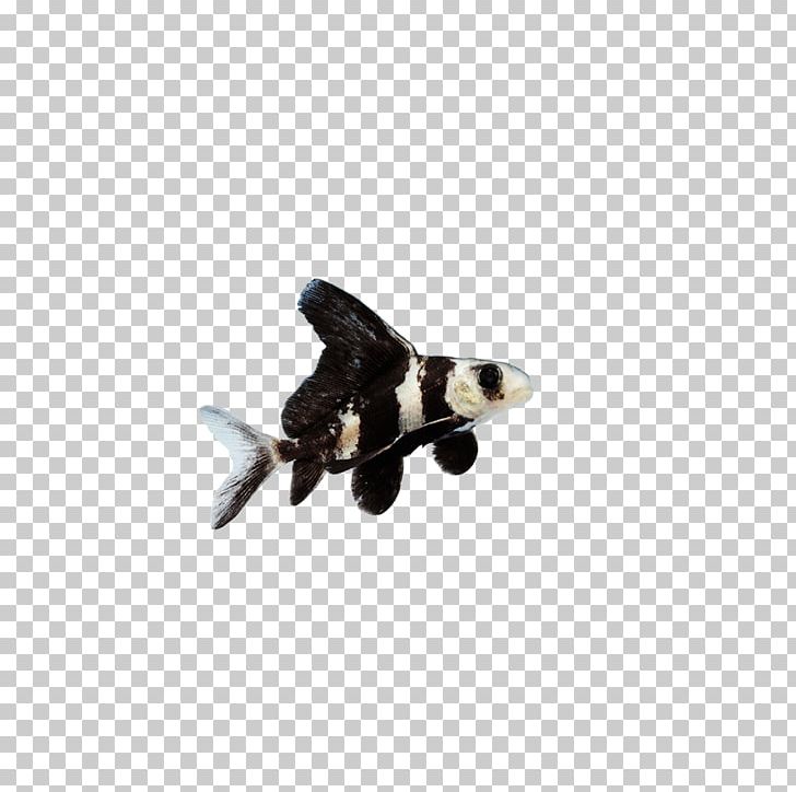 Butterfly Tail Telescope Common Carp Fish Chinese High-fin Banded Shark PNG, Clipart, Airplane, Akwarium Holenderskie, Animal, Animal Prints, Animals Free PNG Download