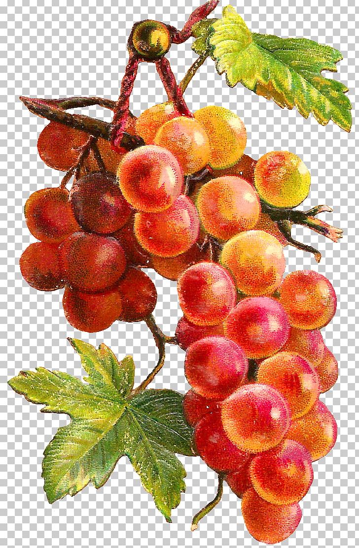 Fruit Grape Watercolor Painting Vegetable PNG, Clipart, Art, Berry, Currant, Decoupage, Food Free PNG Download