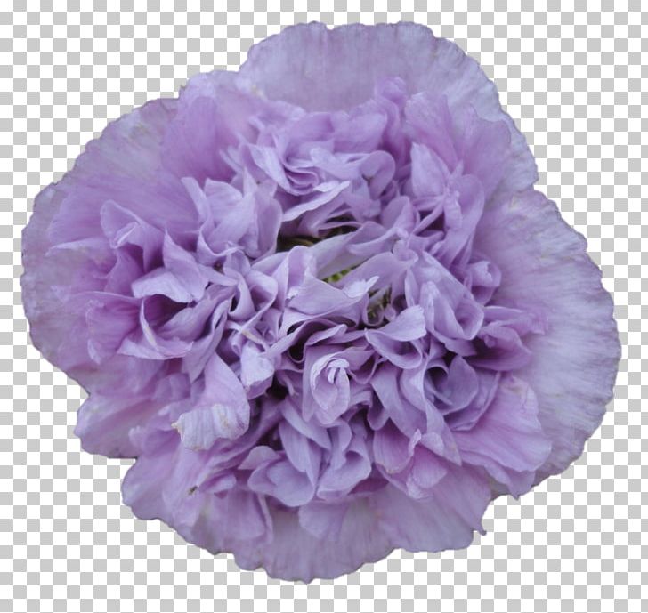 Lilac Wedding Purple Hashtag Carnation PNG, Clipart, Biodegradation, Carnation, Cut Flowers, Environmentally Friendly, Flower Free PNG Download