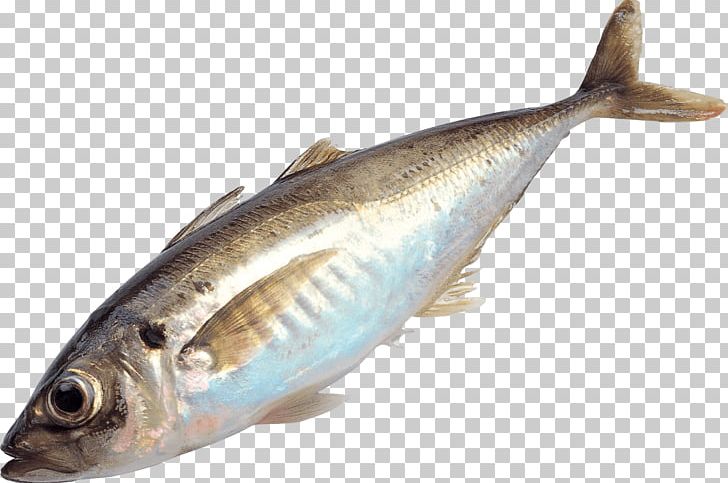 Papua New Guinea Fishing Fish As Food PNG, Clipart, Amor, Animallover, Animals, Animal Source Foods, Bonito Free PNG Download