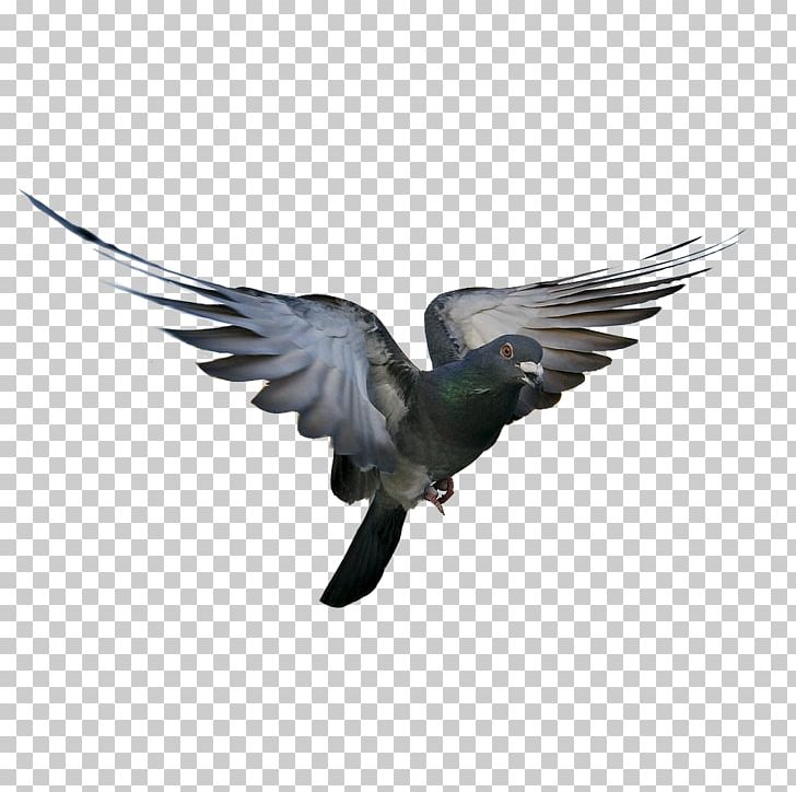 Rock Dove Bird Columbidae Flight Feather PNG, Clipart, Animal, Animals, Beak, Bird, Columbidae Free PNG Download