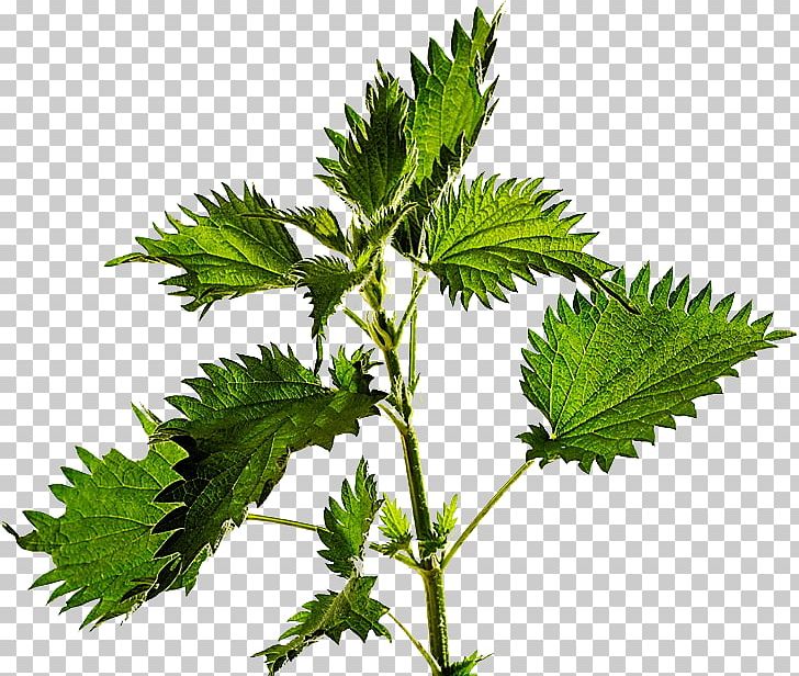 The Bottle Inn Common Nettle Stock Photography PNG, Clipart, Common Nettle, Dioecy, Getty Images, Hemp, Herb Free PNG Download
