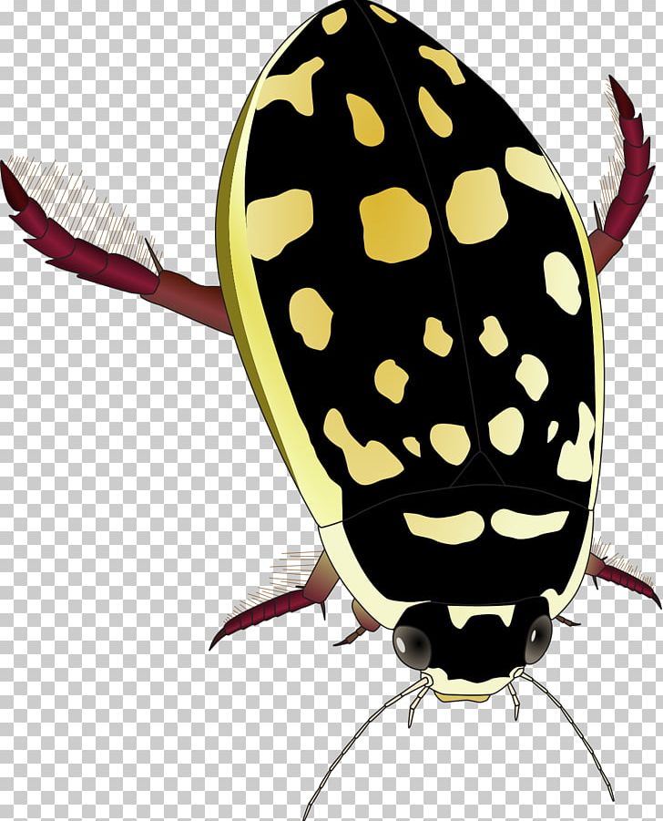 Water Beetle Thermonectus Marmoratus Dytiscidae PNG, Clipart, Animals, Beetle, Computer Icons, Drawing, Dytiscidae Free PNG Download