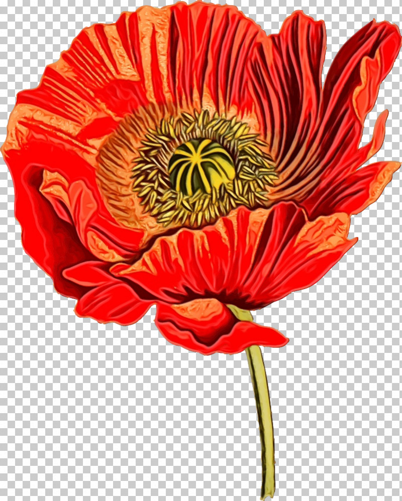 Flower Oriental Poppy Red Plant Petal PNG, Clipart, Barberton Daisy, Coquelicot, Cut Flowers, Flower, Oriental Poppy Free PNG Download