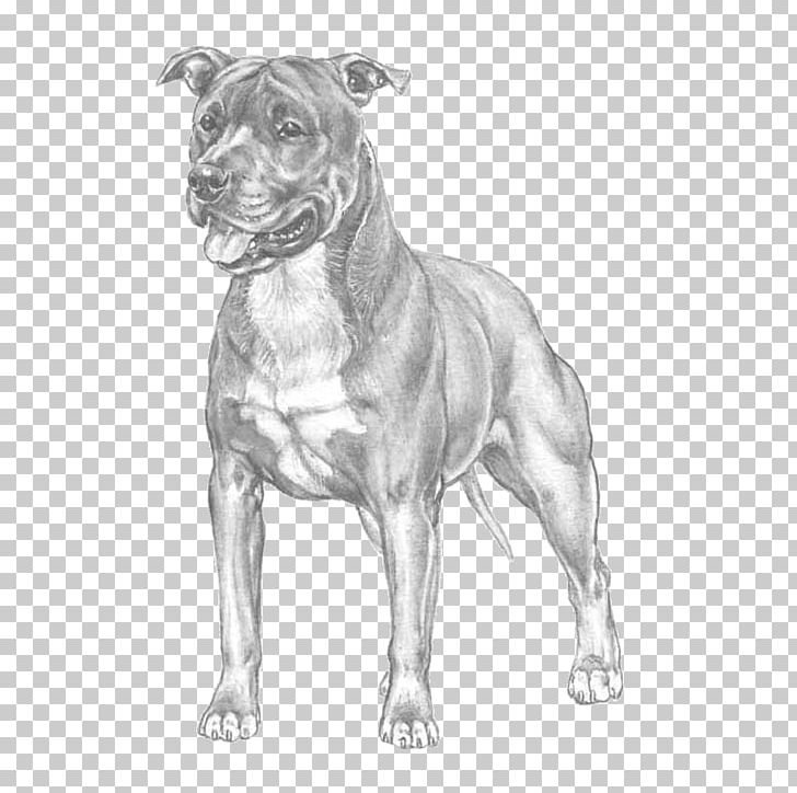 American Pit Bull Terrier American Staffordshire Terrier Staffordshire Bull Terrier PNG, Clipart, American Bulldog, American Pit Bull Terrier, Black And White, Breed, Breed Standard Free PNG Download