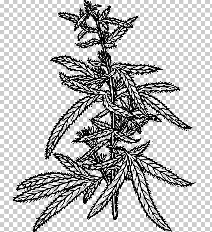 Hemp Cannabis Sativa Cannabidiol PNG, Clipart, Art, Black And White, Branch, Cannabidiol, Cannabinoid Free PNG Download