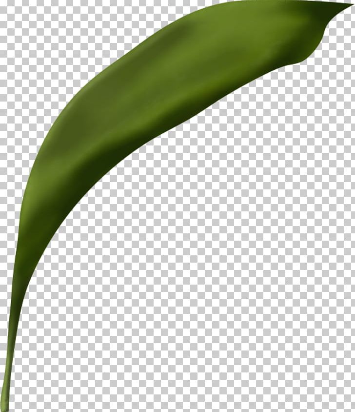 Leaf Flower Plant Stem PNG, Clipart, 4 May, 5 Yaprak, Blume, Cicekler, Flower Free PNG Download