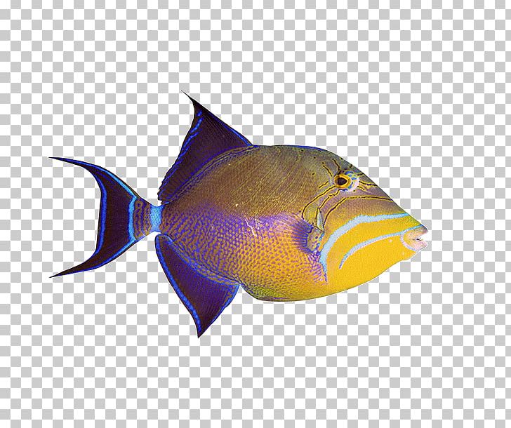 Ornamental Fish Aquarium PNG, Clipart, Animal, Animals, Aquarium, Batoidea, Desktop Wallpaper Free PNG Download