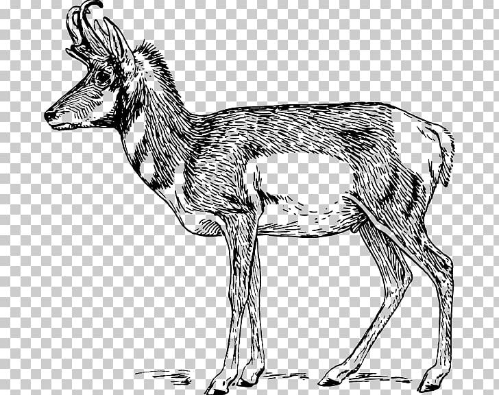 Pronghorn Antelope Gazelle Impala PNG, Clipart, Animal, Animal Figure, Animals, Antelope, Antler Free PNG Download