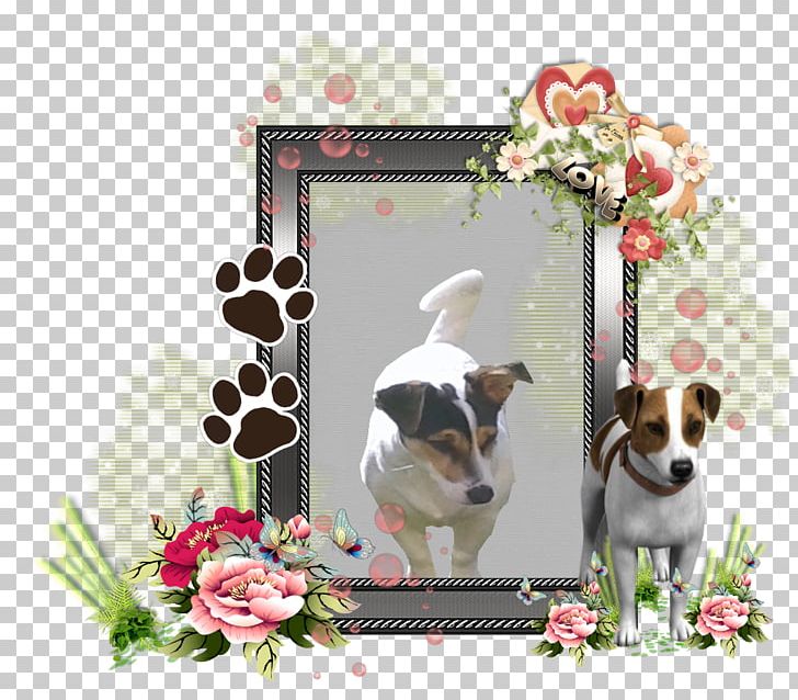 Dog Breed Jack Russell Terrier Puppy Frames Companion Dog PNG, Clipart, Animals, Breed, Carnivoran, Cluster Frames, Companion Dog Free PNG Download