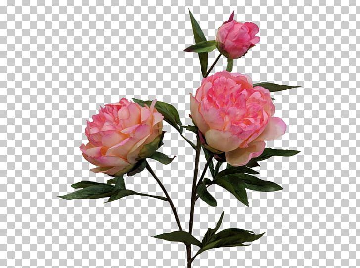 Cabbage Rose Garden Roses Floribunda Peony Cut Flowers PNG, Clipart, Bud, Cabbage Rose, Cut Flowers, Floribunda, Flower Free PNG Download