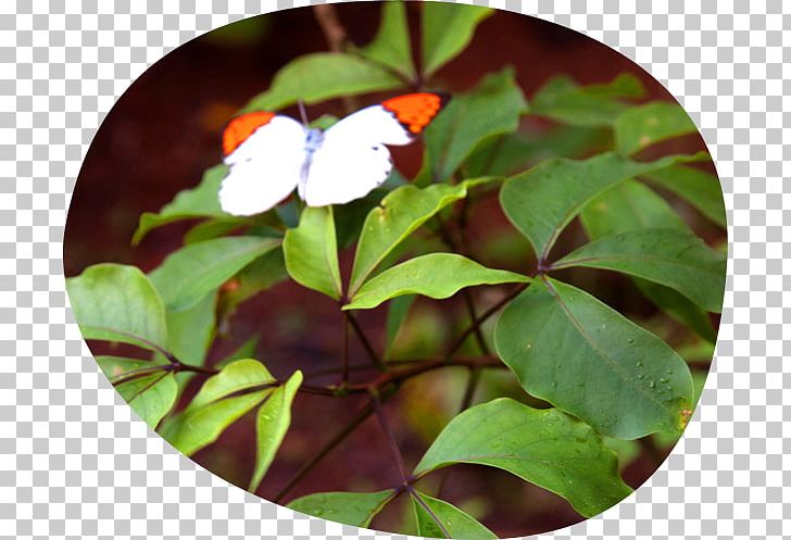 Crateva Religiosa Yakushima Butterfly Shoeblackplant Bus PNG, Clipart, Bus, Butterfly, Caper, Chinese Hibiscus, Farm Free PNG Download