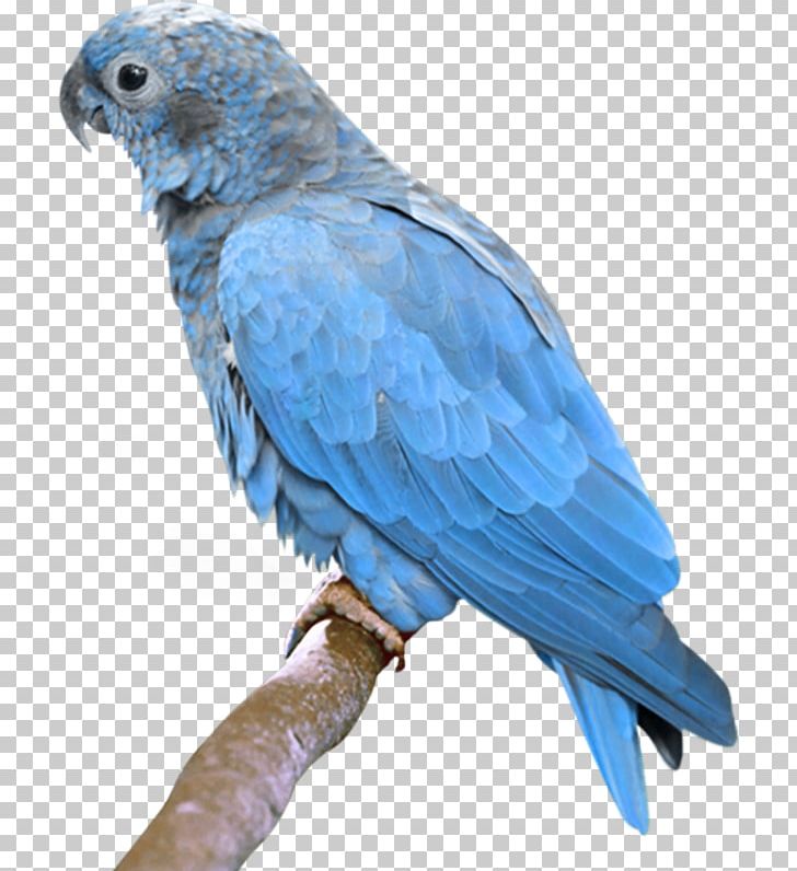 Bird True Parrot Budgerigar Turquoise-fronted Amazon PNG, Clipart, African Grey, Animals, Bird, Blue, Common Pet Parakeet Free PNG Download