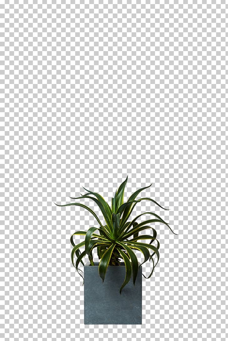Agave Aloes Houseplant Agavaceae PNG, Clipart, Agavaceae, Agave, Agavoideae, Aloe, Flower Free PNG Download