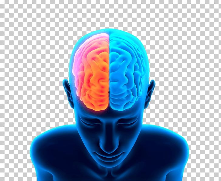 Brain Head PNG, Clipart, Brain, Organs, People Free PNG Download