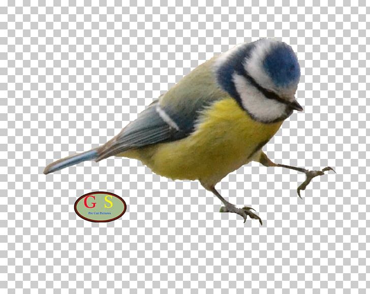 Finches Beak Chickadee Fauna Feather PNG, Clipart, Animals, Beak, Bird, Chickadee, Fauna Free PNG Download