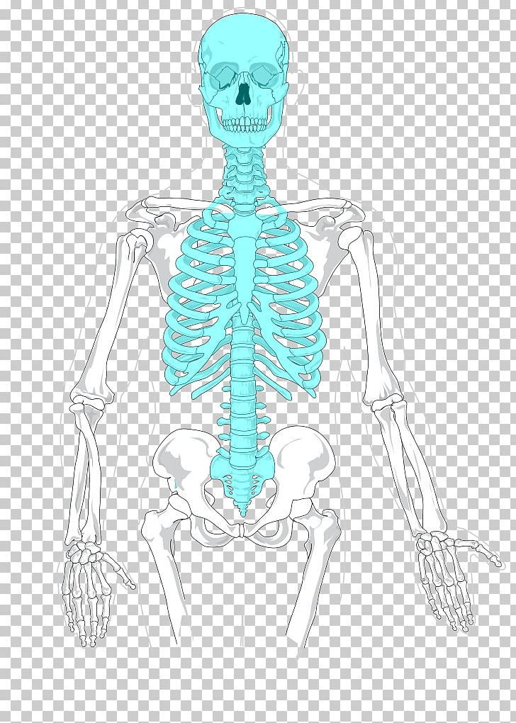 Axial Skeleton Human Skeleton Appendicular Skeleton Rib Cage PNG, Clipart, Abdomen, Anatomy, Appendicular Skeleton, Arm, Art Free PNG Download