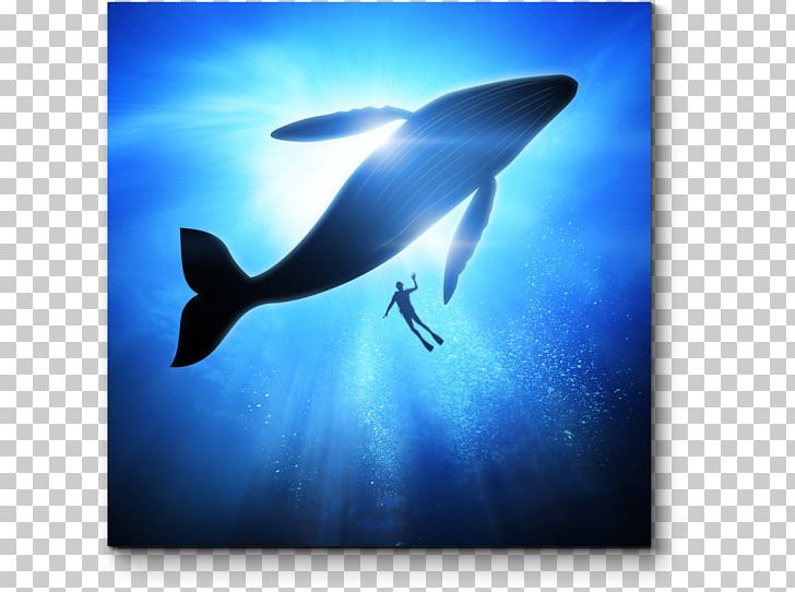 Dolphin Cetaceans Humpback Whale Omura's Whale Blue Whale PNG, Clipart,  Free PNG Download