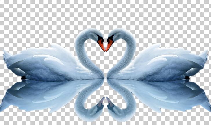 Love High-definition Video High-definition Television PNG, Clipart, 1080p, Animals, Beak, Bird, Black Swan Free PNG Download