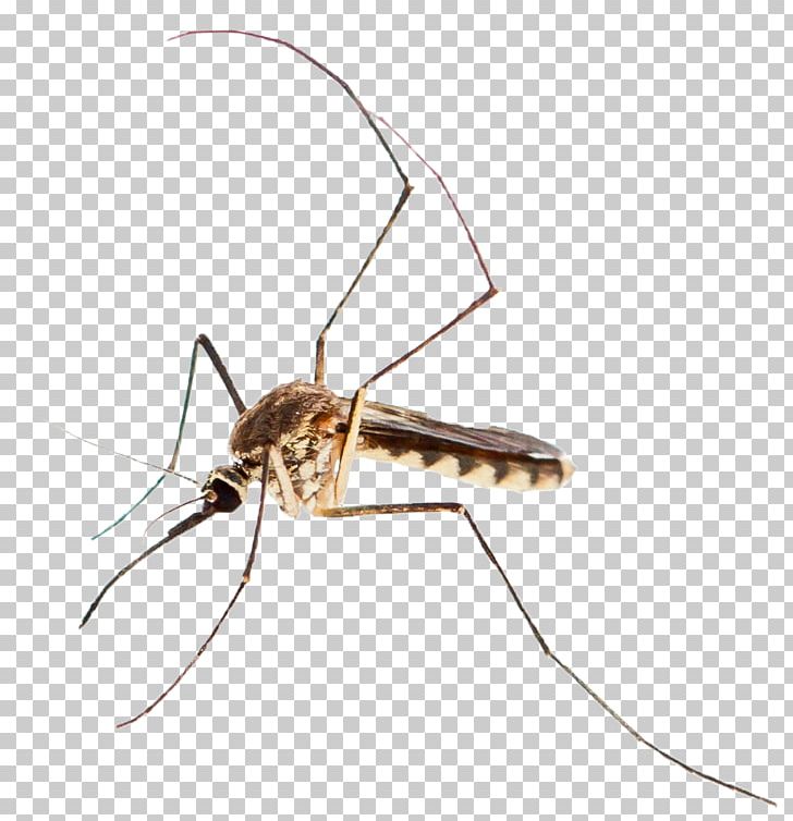 Mosquito Control Mosquito-borne Disease West Nile Fever West Nile Virus PNG, Clipart, Animal, Arthropod, Fly, Insect, Insects Free PNG Download