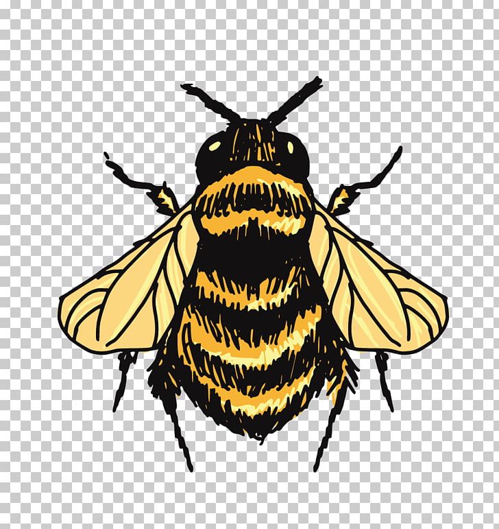 Bumblebee Drawing Sketch PNG, Clipart, Arthropod, Bees, Brush Footed Butterfly, Bumblebee, Butterfly Free PNG Download