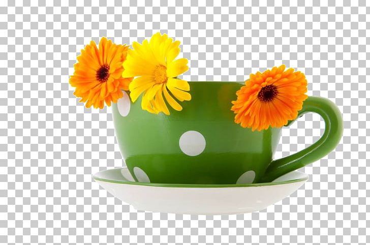 Coffee Cup Green Marigold Photography PNG, Clipart, Chrysanthemum, Coffee, Coffee Aroma, Coffee Bean, Coffee Beans Free PNG Download