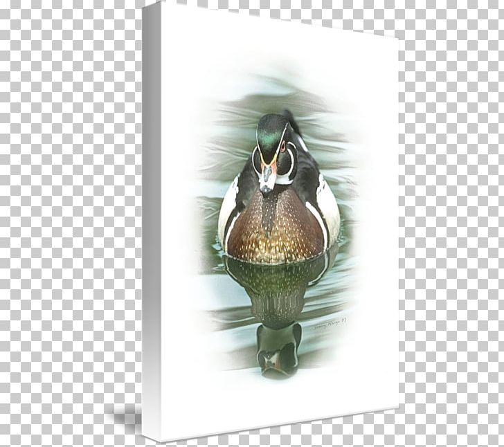 Duck Hatchie National Wildlife Refuge Comprehensive Conservation Plan Fauna Beak Greeting & Note Cards PNG, Clipart, Beak, Bird, Duck, Ducks Geese And Swans, Fauna Free PNG Download