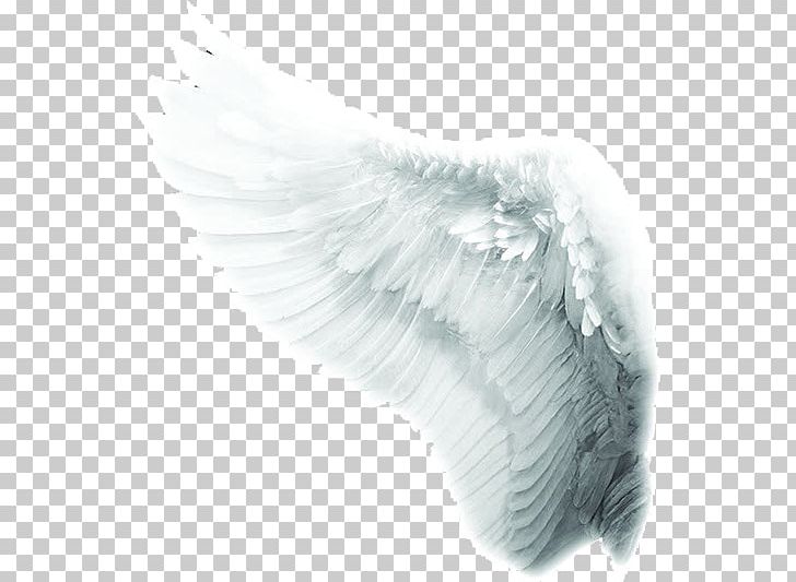 Time To Meet The Angels Mariology Of The Catholic Church Co-Redemptrix PNG, Clipart, Angel, Angel Wing, Angel Wings, Bird, Black And White Free PNG Download
