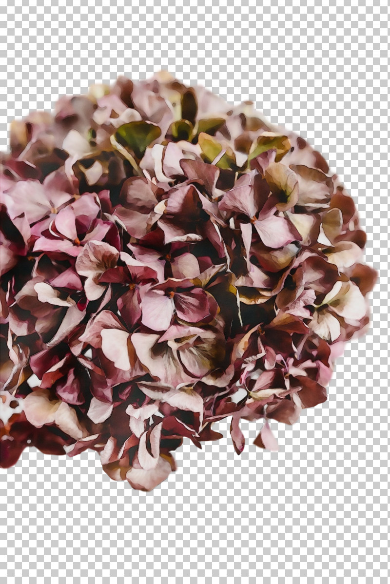 Petal French Hydrangea Flower Lilac M Hydrangea PNG, Clipart, Flower, French Hydrangea, Hydrangea, Lilac M, Paint Free PNG Download