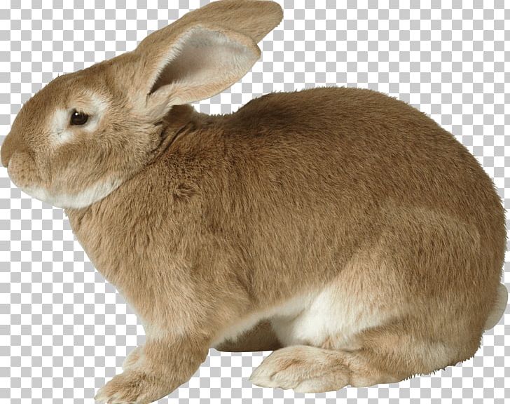 Easter Bunny European Rabbit PNG, Clipart, Angel Bunny, Animals, Animation, Cachorro, Catstagram Free PNG Download