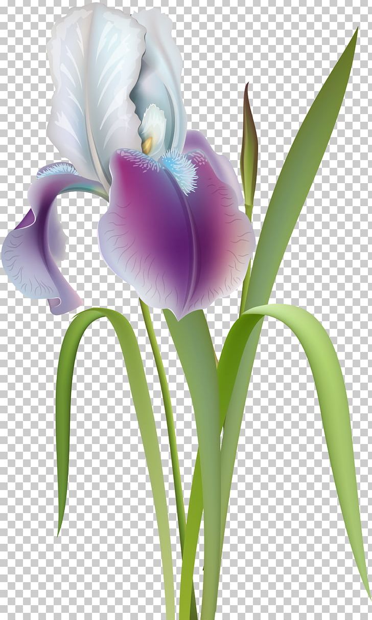 Flower Irises PNG, Clipart, Cattleya, Clip Art, Cut Flowers, Digital Image, Drawing Free PNG Download