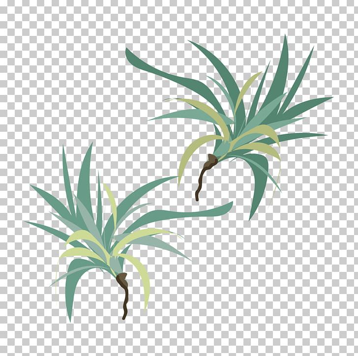 Leaf Grasses Plant Stem Evergreen INAV DBX MSCI AC WORLD SF PNG, Clipart, Agave, Arecales, Evergreen, Family, Flowerpot Free PNG Download