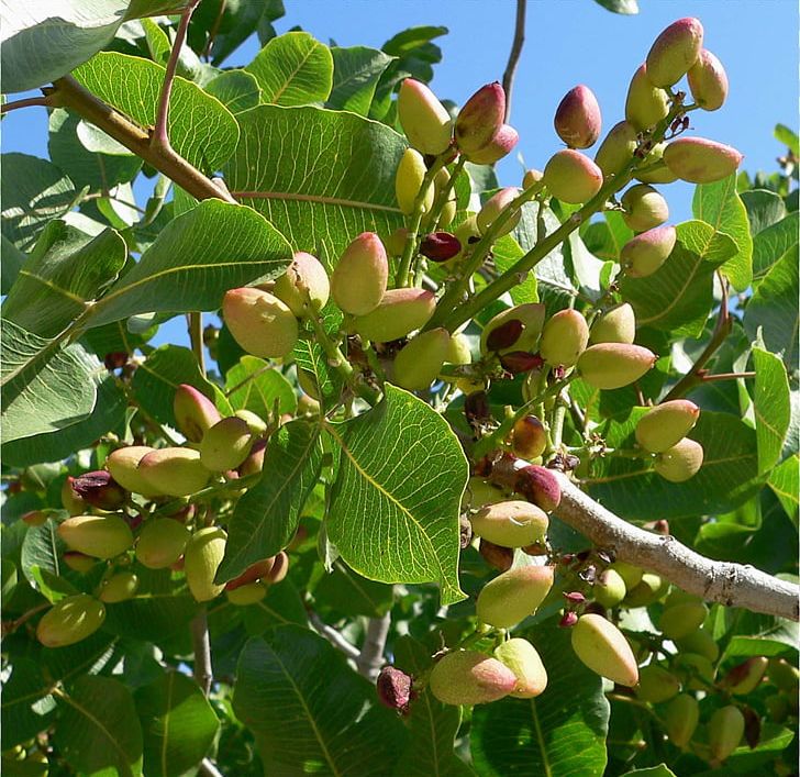 Pistachio Pistacia Chinensis Tree Seed Plant PNG, Clipart, Anacardiaceae, Apricot, Branch, Coccoloba Uvifera, Deciduous Free PNG Download